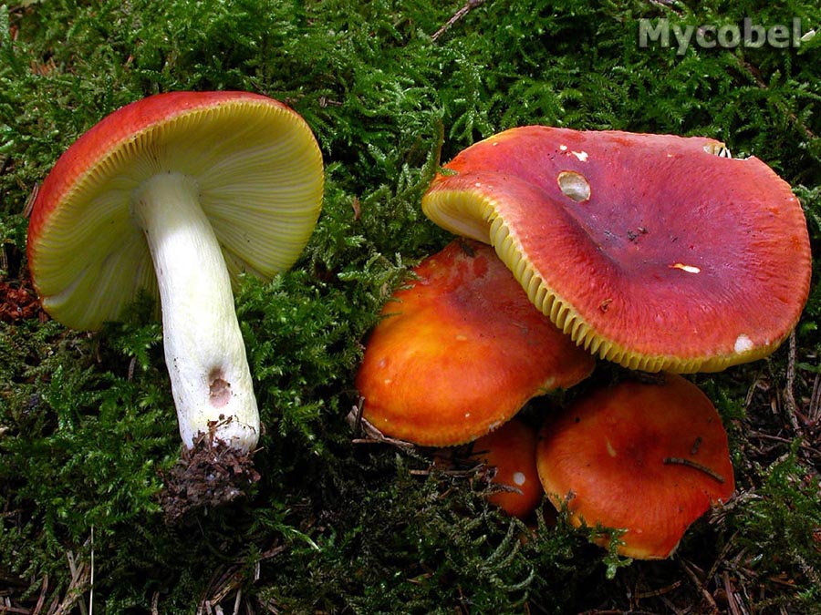  Image name: russula_aurea.jpg 
 width: 900 pixel 
 height: 675 pixel 
 Size: 198520 bytes 
 Click to enlarge 